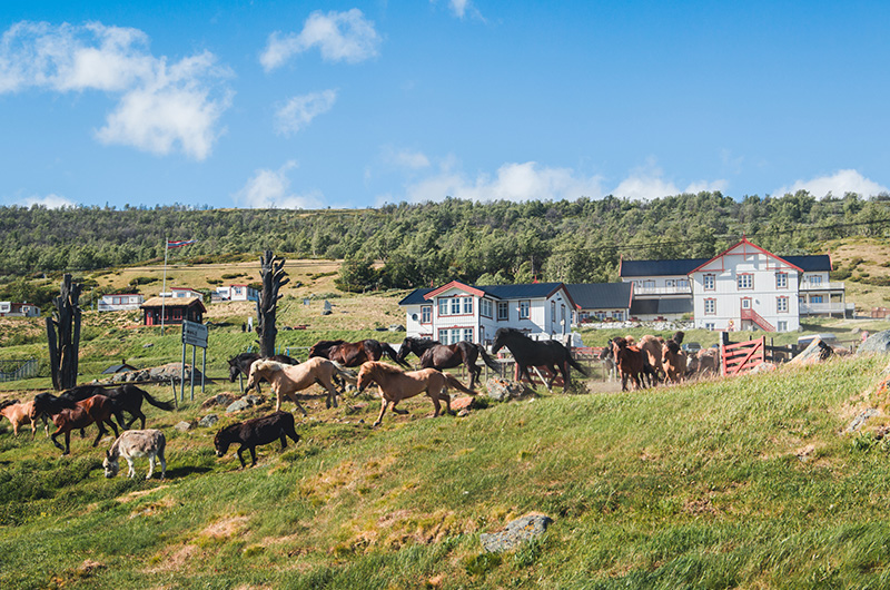 Hjerkinn-Fjellstue-KirstiVikHjerkind