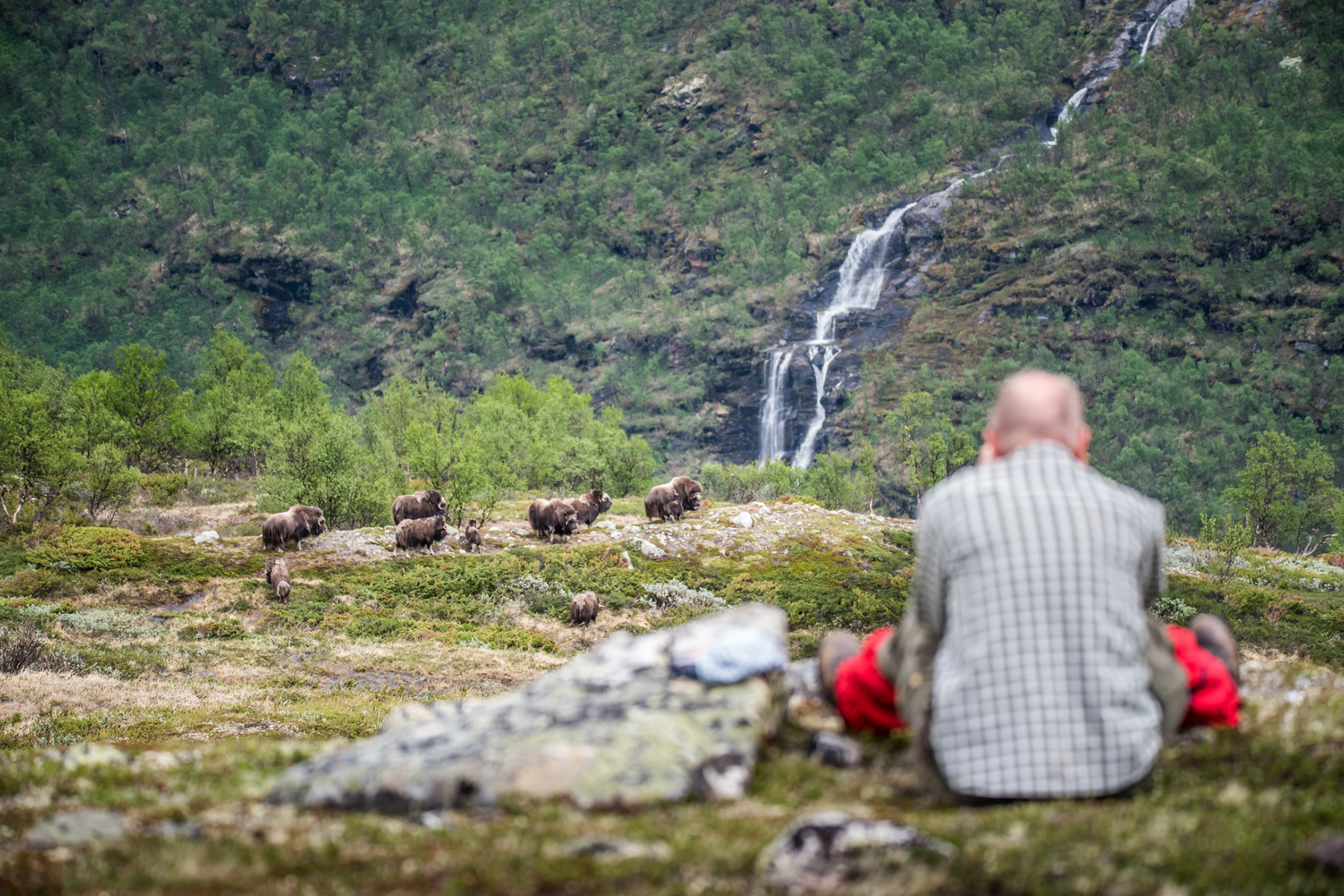 Moskus - Dovre - Oppdal Safari - header