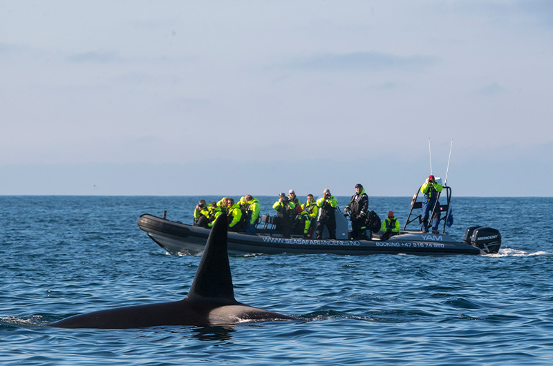 SeaSafariAndenes-rib