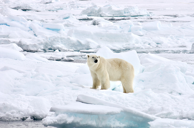 Svalbard-2011-isbjørn