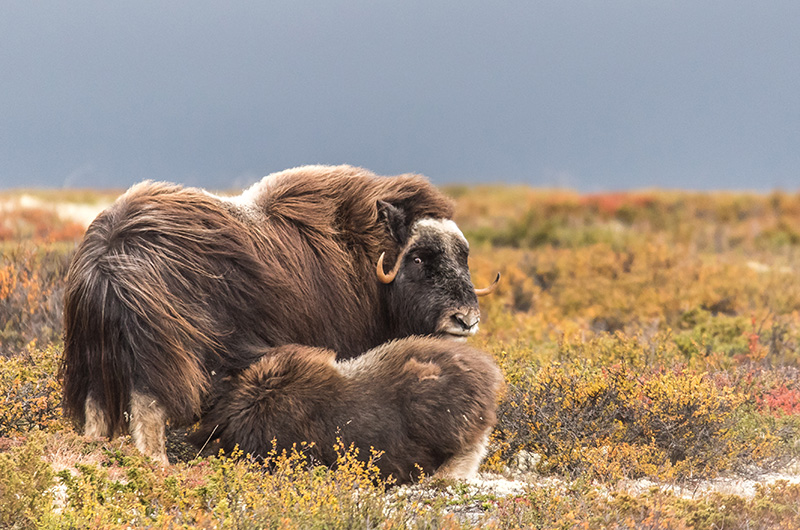 Moskussafari - Oppdal Safari - Thumbnails -