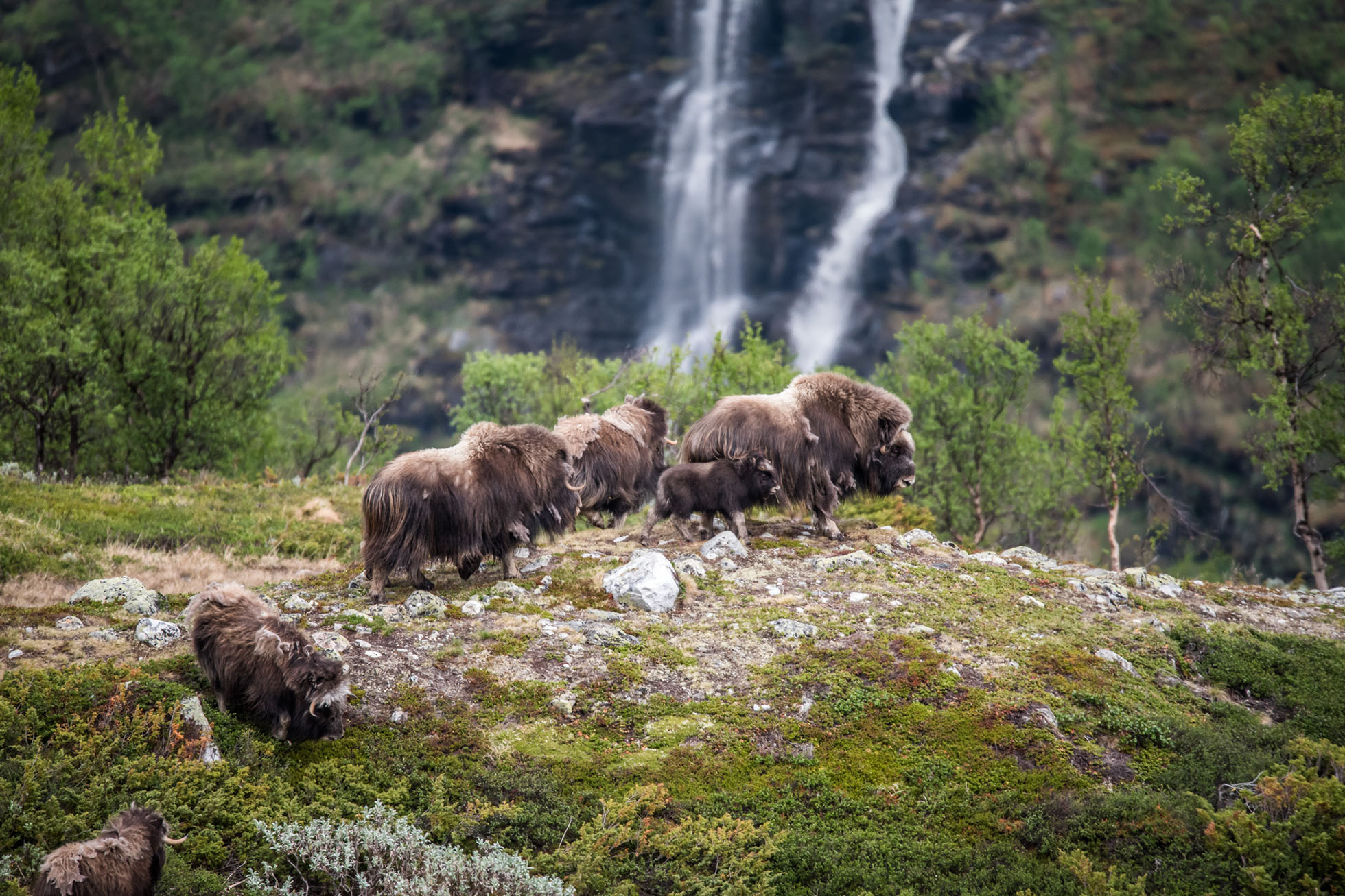Oppdal safari -moskussafari – header Oppdal safari -moskussafari - header
