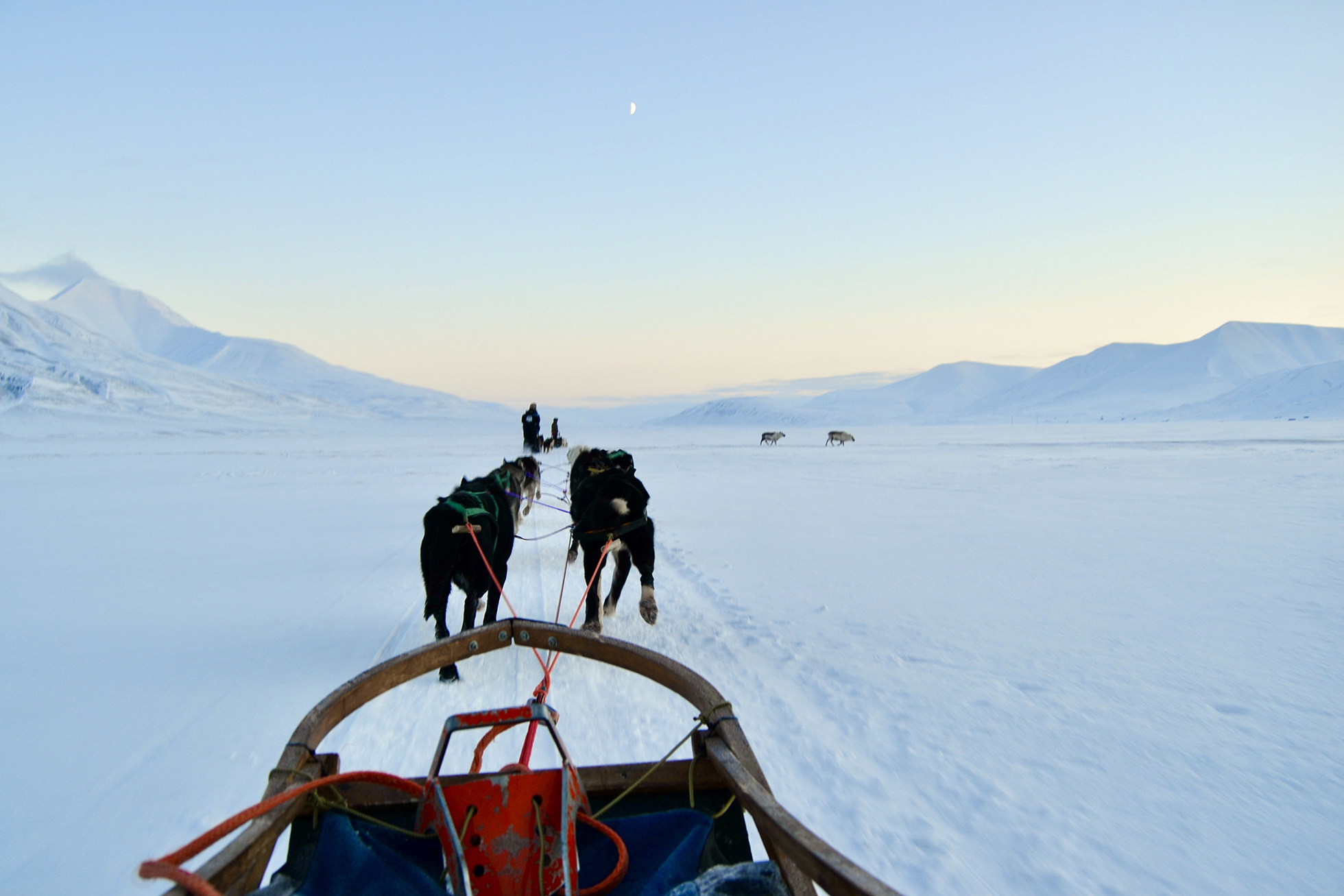 Hundekjøring - Svalbard - header