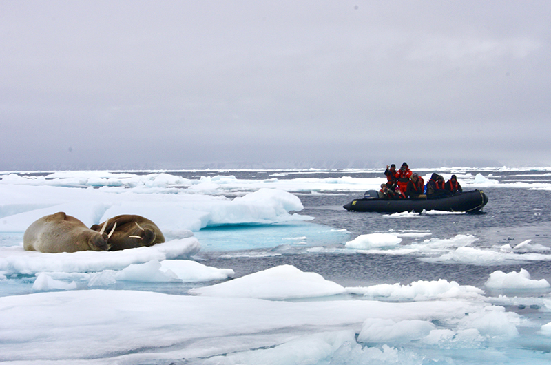 Hvalross - Svalbard - thumb