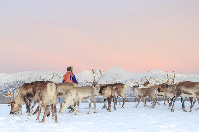 Tromso_Arctic_Reindeer_thumbnails