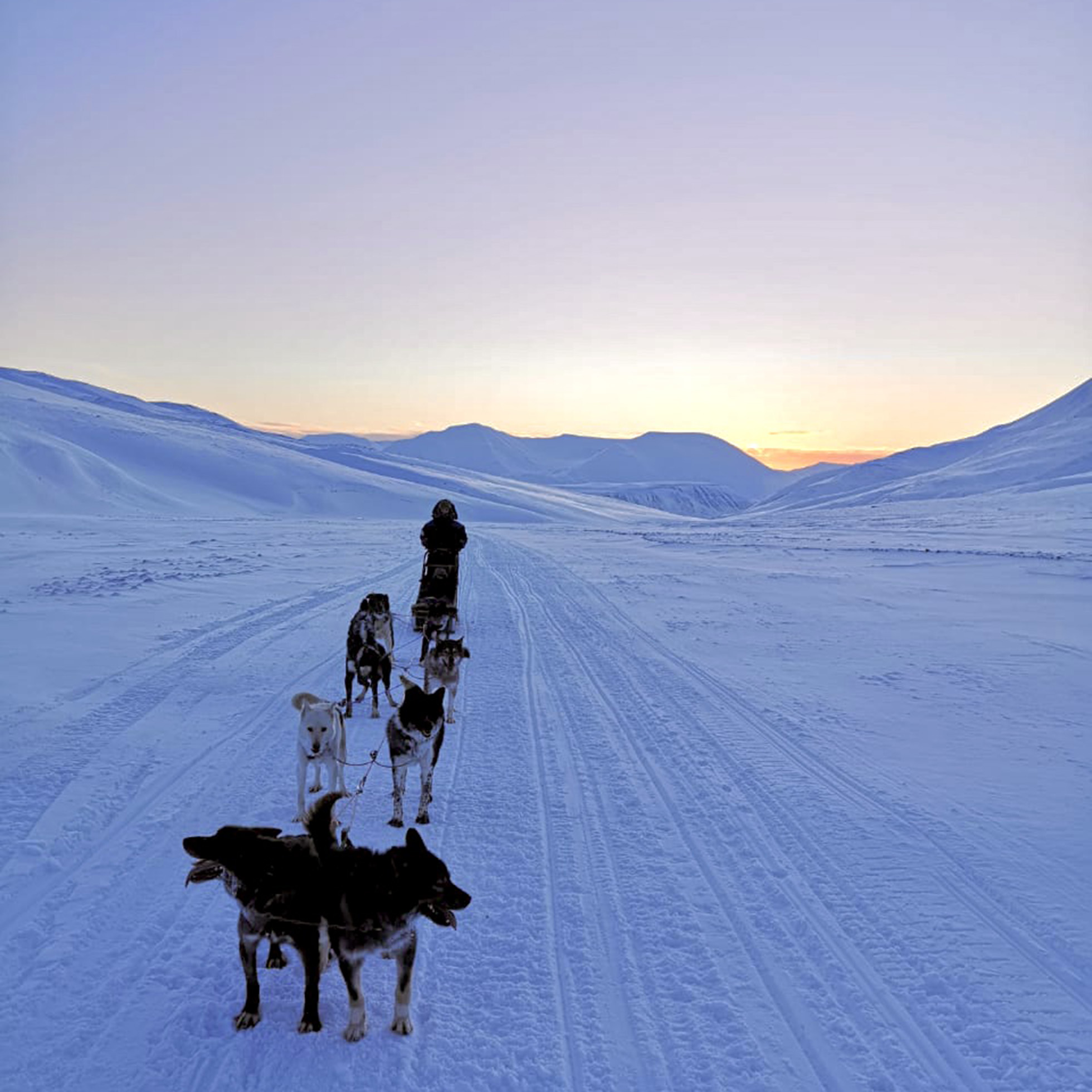 Svalbard-hundekjøring-1