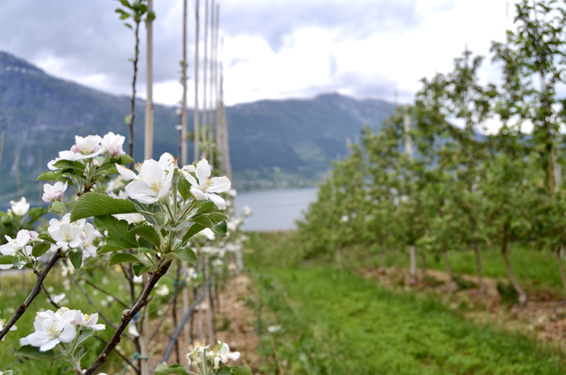 Hardanger – sidersafari Hardanger - sidersafari
