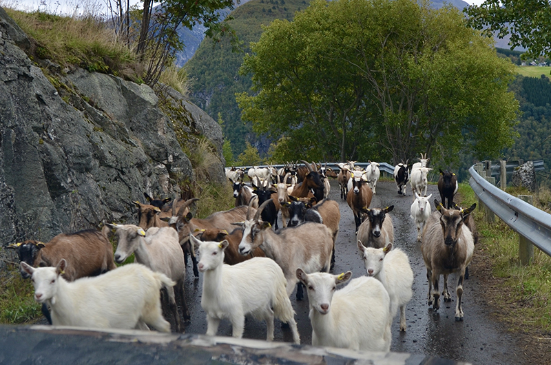 Kilsti – geit Kilsti - geit