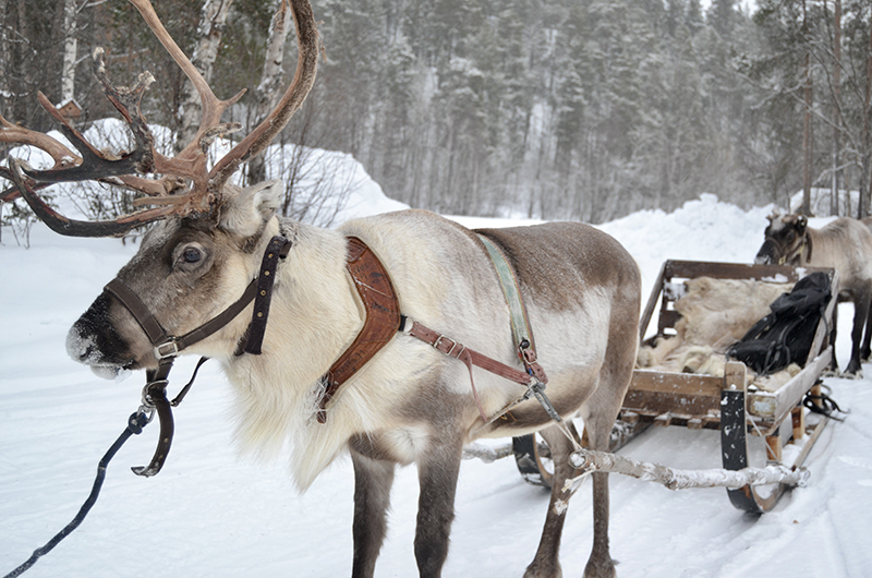 Reindeer - thumbs